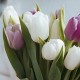 13 бело-сиреневых тюльпанов