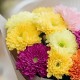 Букет 13 разноцветных хризантем