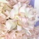 Букет 15 белых французских роз