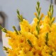 Букет 15 желтых гладиолусов