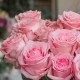 Букет 17 розовых роз 50 см