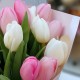Букет 25 розовых и белых тюльпанов
