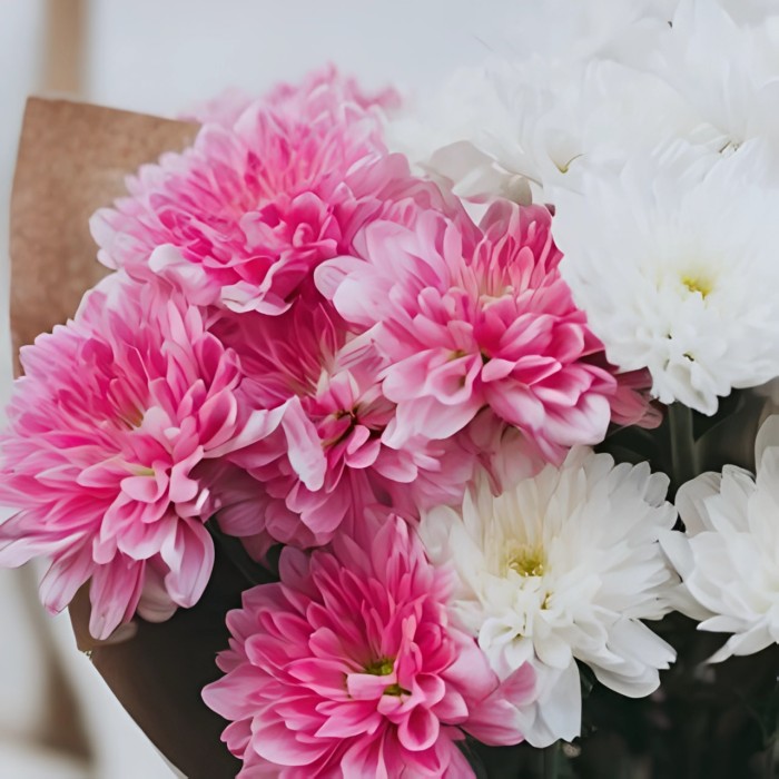 Букет 3 бело-розовые хризантемы Букет 3 бело-розовые хризантемы