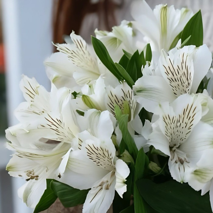 Букет 3 белые альстромерии Букет 3 белые альстромерии