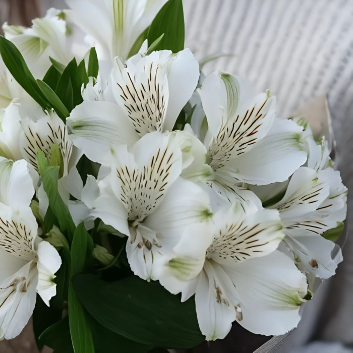Букет 3 белые альстромерии Букет 3 белые альстромерии