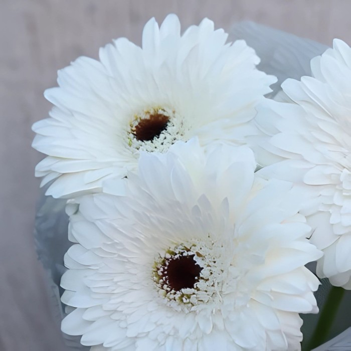 Букет 3 белые герберы Букет 3 белые герберы