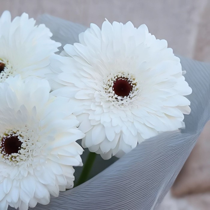 Букет 3 белые герберы Букет 3 белые герберы