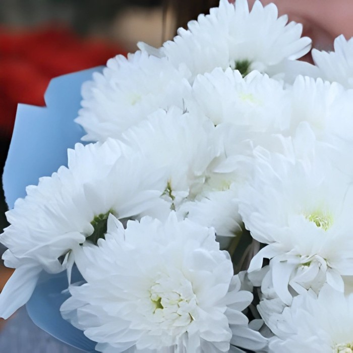 Букет 3 белые хризантемы в голубом оформлении Букет 3 белые хризантемы в голубом оформлении