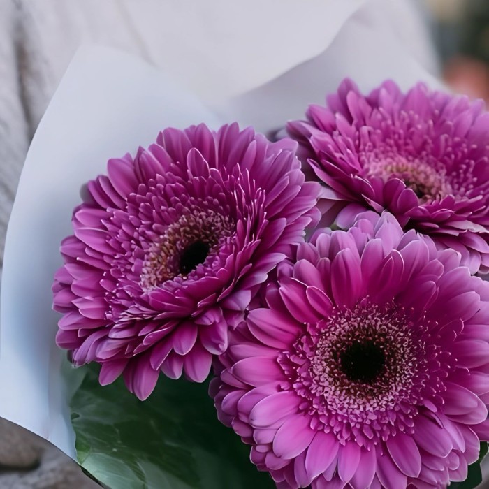 Букет 3 фиолетовые герберы Букет 3 фиолетовые герберы
