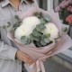 3 хризантемы Анастасия