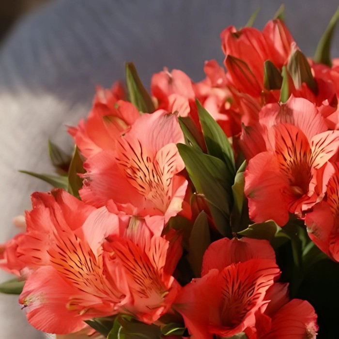Букет 3 красные альстромерии Букет 3 красные альстромерии