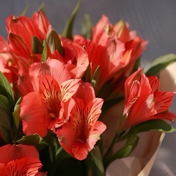 Букет 3 красные альстромерии Букет 3 красные альстромерии