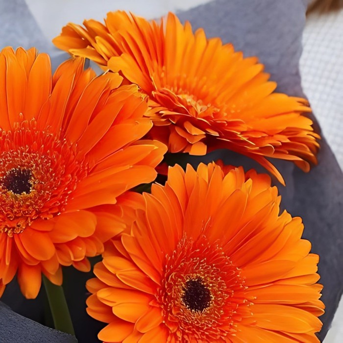 Букет 3 оранжевые герберы Букет 3 оранжевые герберы