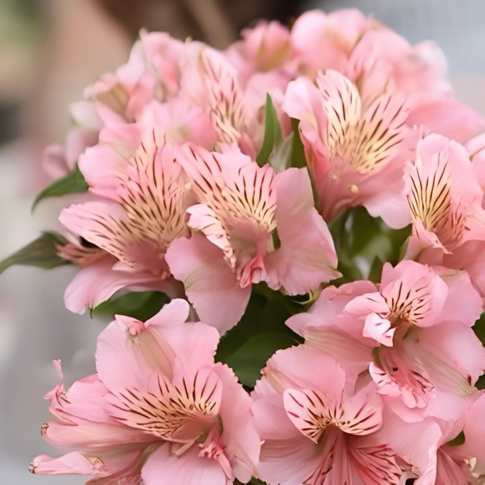 Букет 3 розовые альстромерии Букет 3 розовые альстромерии