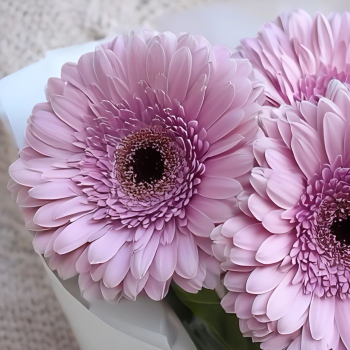 Букет 3 розовые герберы Букет 3 розовые герберы