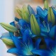 Букет 3 синие лилии