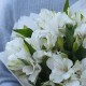 Букет 5 белых альстромерий