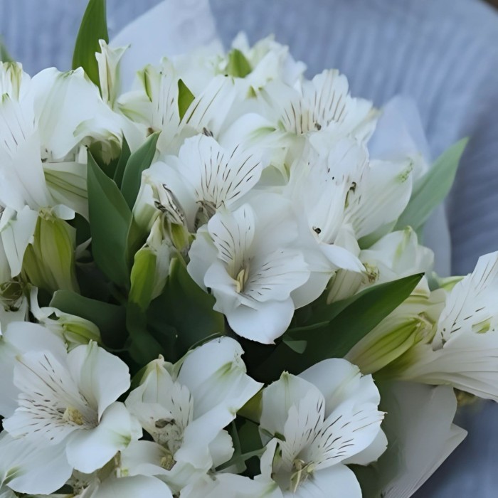Букет 5 белых альстромерий Букет 5 белых альстромерий
