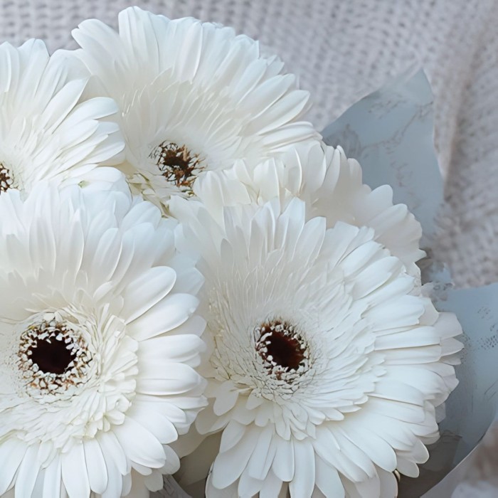 Букет 5 белых гербер Букет 5 белых гербер