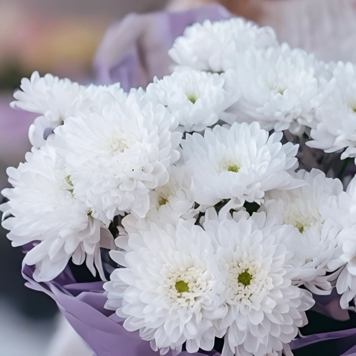 Букет 5 белых кустовых хризантем Букет 5 белых кустовых хризантем