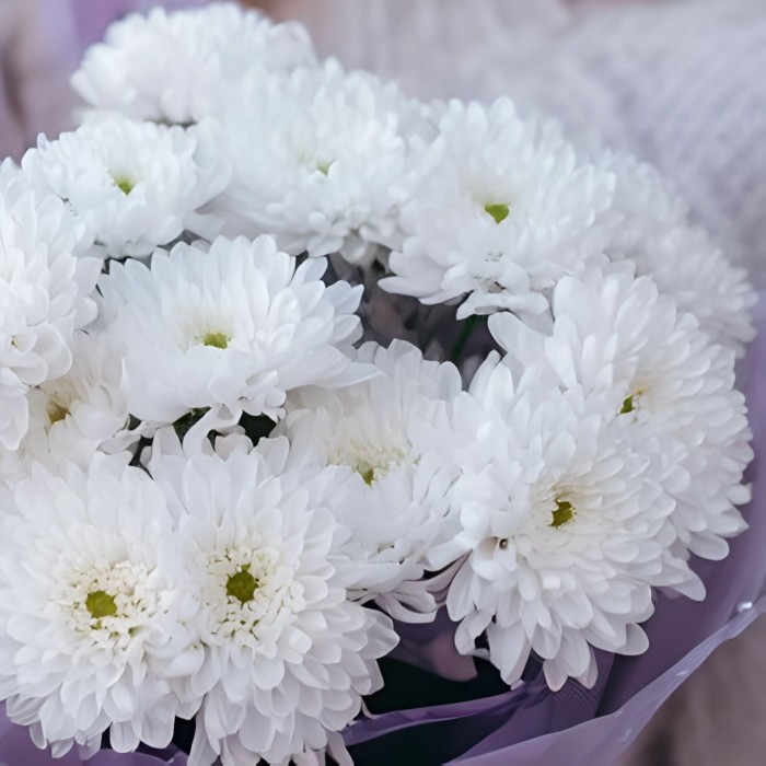 Букет 5 белых кустовых хризантем Букет 5 белых кустовых хризантем