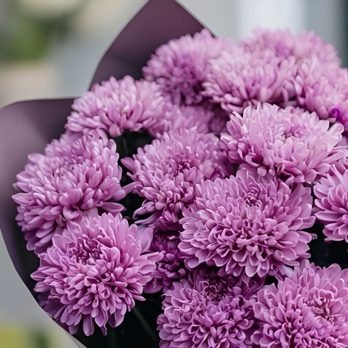 Букет 5 фиолетовых хризантем Мемфис Букет 5 фиолетовых хризантем Мемфис