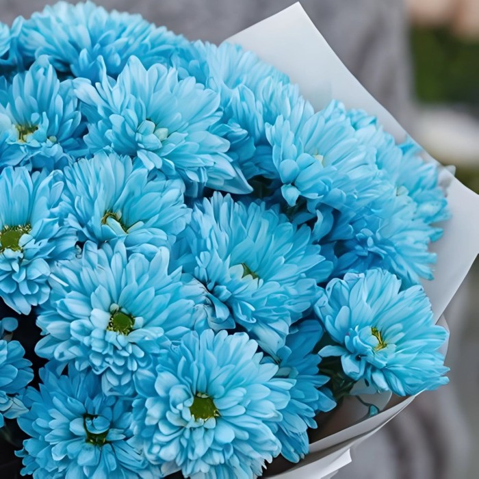 Букет 5 голубых кустовых хризантем Букет 5 голубых кустовых хризантем