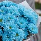 Букет 5 голубых кустовых хризантем