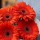 Букет 5 красных гербер