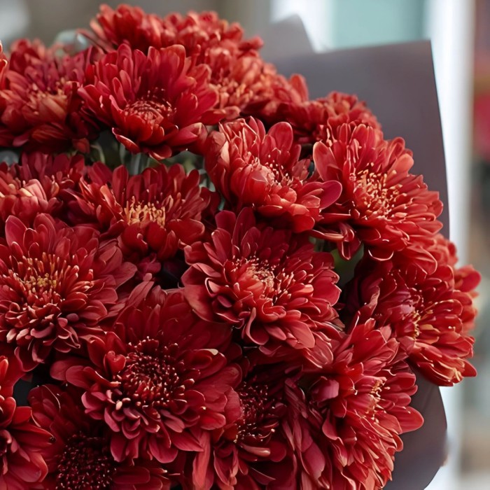 Букет 5 красных кустовых хризантем
