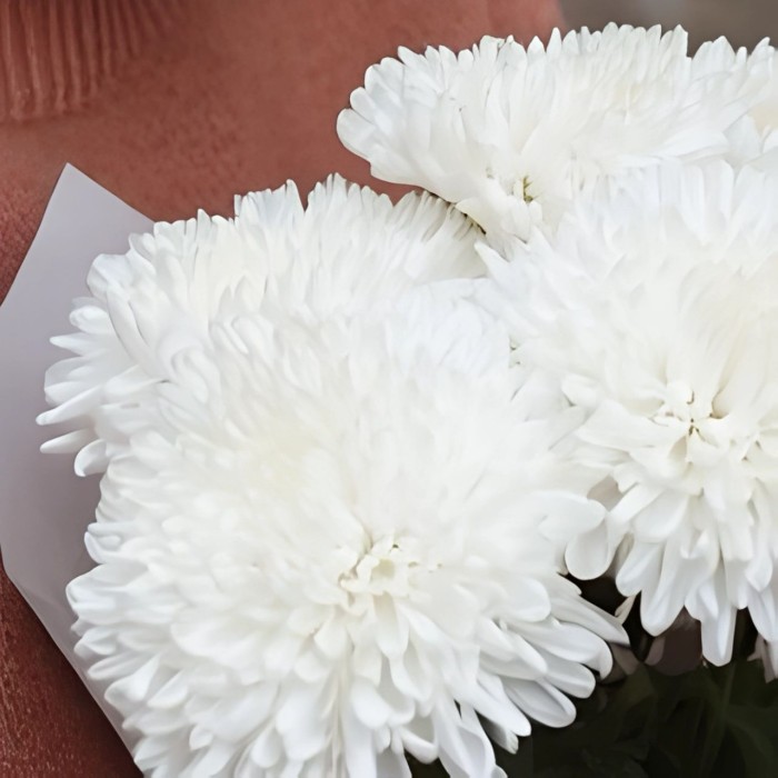 Букет 5 одноголовых хризантем Букет 5 одноголовых хризантем