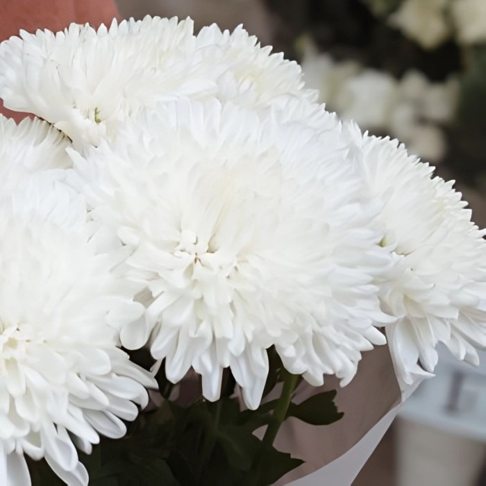 Букет 5 одноголовых хризантем Букет 5 одноголовых хризантем