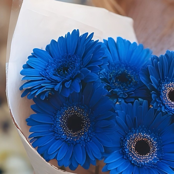 Букет 5 синих гербер Букет 5 синих гербер