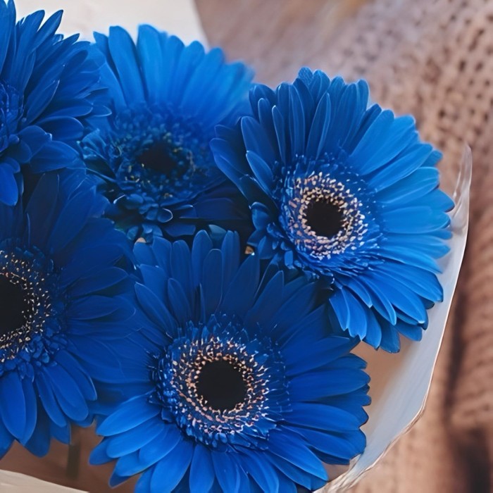 Букет 5 синих гербер Букет 5 синих гербер