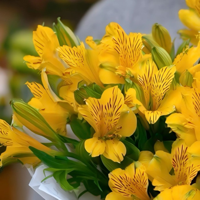 Букет 5 желтых альстромерий Букет 5 желтых альстромерий