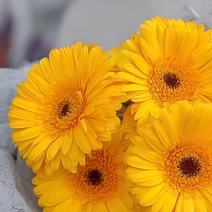 Букет 5 желтых гербер Букет 5 желтых гербер