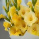 Букет 5 желтых гладиолусов