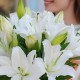 Букет 7 белых лилий