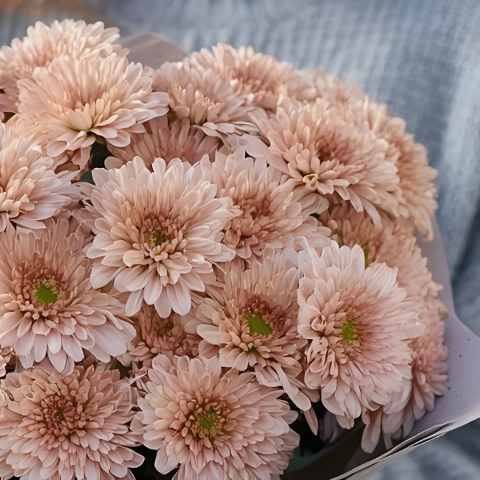 Букет 7 бежевых кустовых хризантем Букет 7 бежевых кустовых хризантем