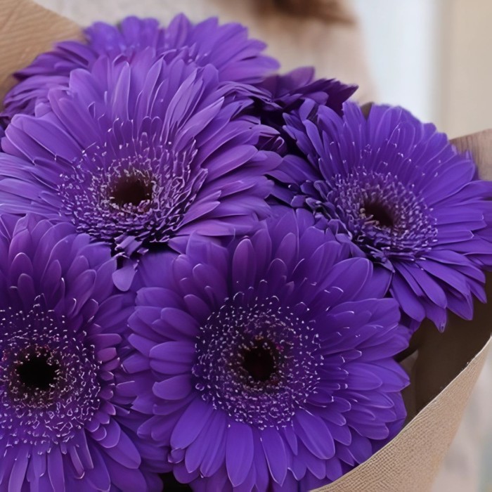 Букет 7 фиолетовых гербер Букет 7 фиолетовых гербер