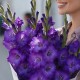 Букет 7 фиолетовых гладиолусов