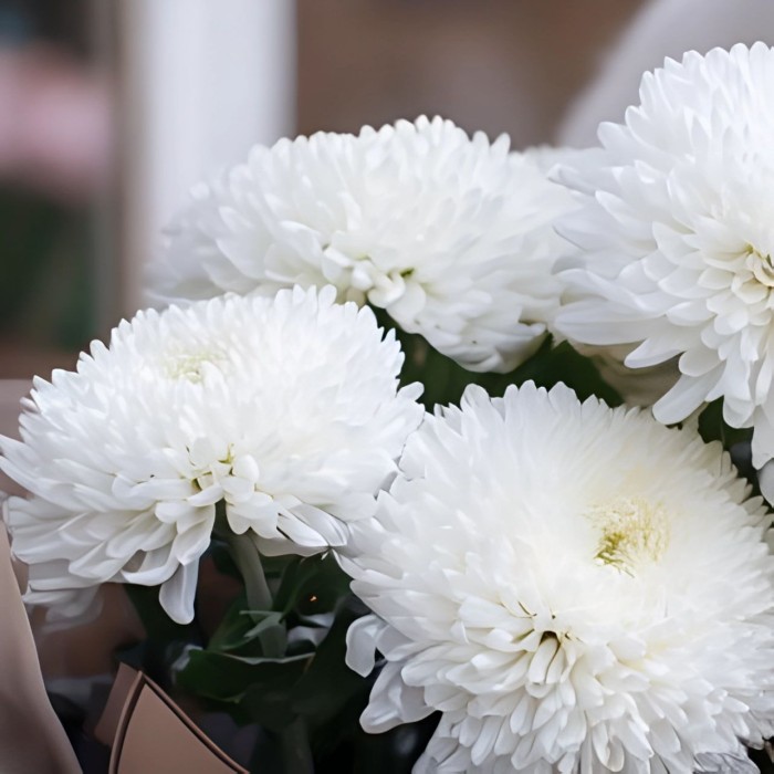 Букет 7 хризантем Помпон Букет 7 хризантем Помпон