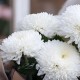 Букет 7 хризантем Помпон