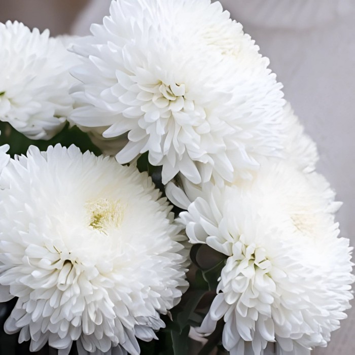 Букет 7 хризантем Помпон Букет 7 хризантем Помпон