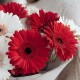 Букет 7 красно-белых гербер