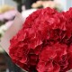 Букет 7 красных гортензий