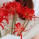 Букет 7 красных паучьих лилий