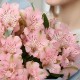 Букет 7 розовых альстромерий