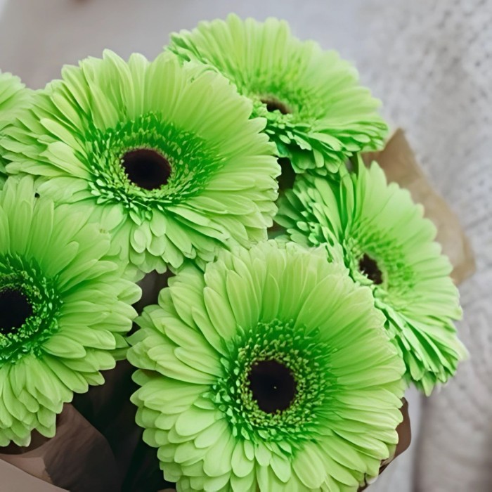 Букет 7 зеленых гербер Букет 7 зеленых гербер