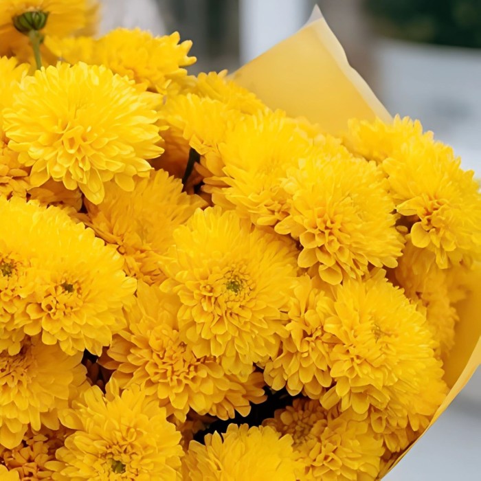 Букет 7 желтых хризантем Букет 7 желтых хризантем
